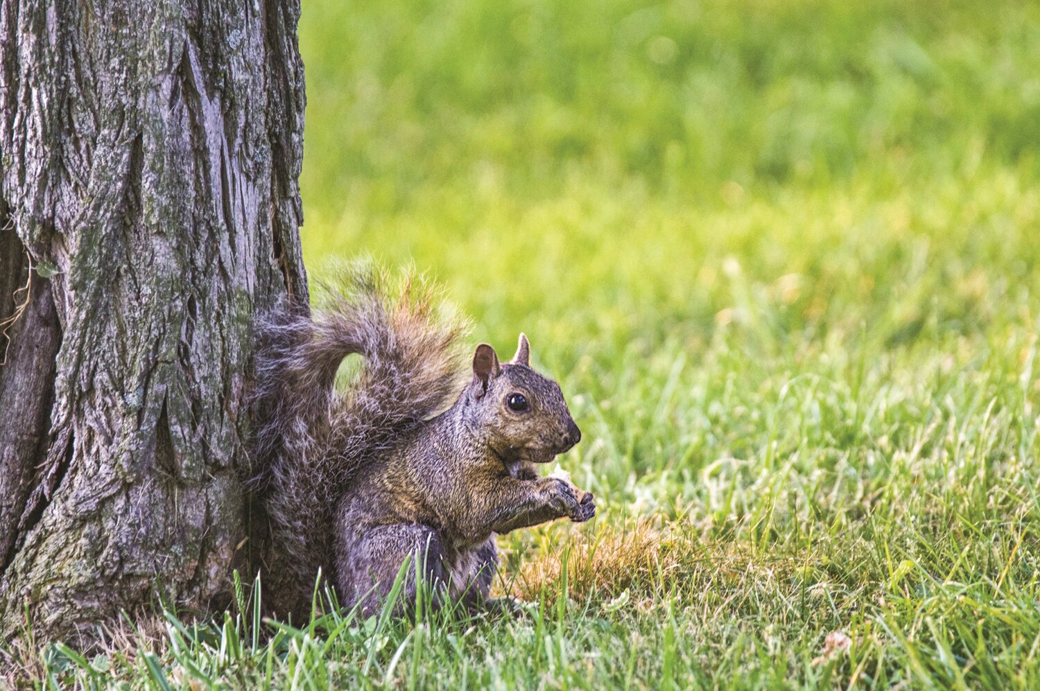 Fountain Hills parks staff controls underground rodent population in a